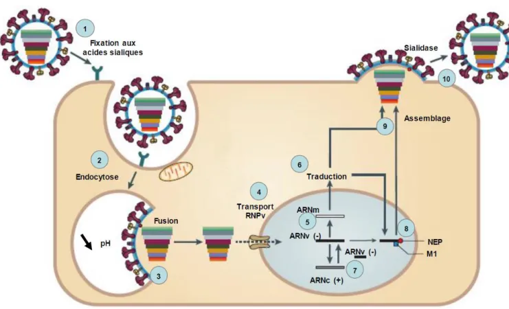 Figure 5 : Cycle de réplication des virus Influenza A  D’après (Medina and García-Sastre, 2011) 