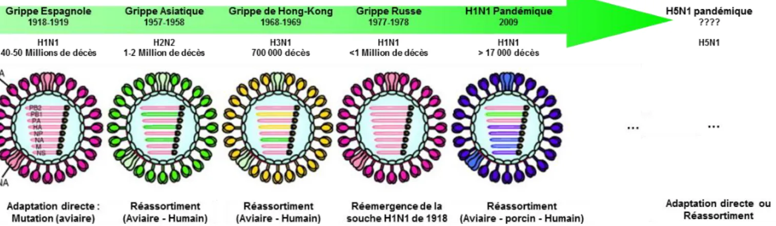 Figure 8: Evolution des virus Influenza A pandémiques au cours du temps 