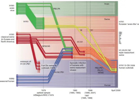 Figure  10:  Reconstruction  de  la  séquence  d’évènements  de  réassortiments  ayant  conduit  à  l’émergence du VIA A(H1N1)pdm09