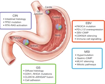 Figure 6 | Key features of gastric cancer subtypes. This schematic lists some of the salient features associated with each of the four molecular subtypes of gastric cancer