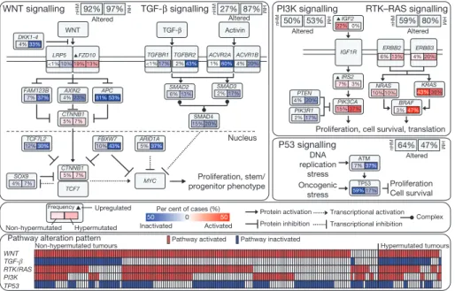 Figure 4 | Diversity and frequency of genetic changes leading to deregulation of signalling pathways in CRC