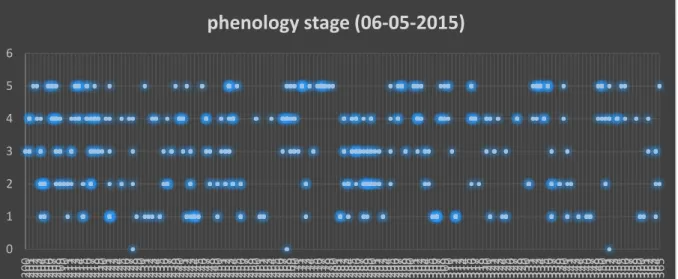 Figure 2. Phenology stage of all the trees in the seed orchard measured on 6 h  May 2015