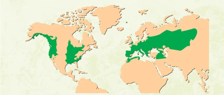 Figure 2 : Aire de répartition naturelle mondiale des 3 principales espèces de  peuplier utilisées en populiculture en France (source : Les peupliers cultivés, IDF 2004) 