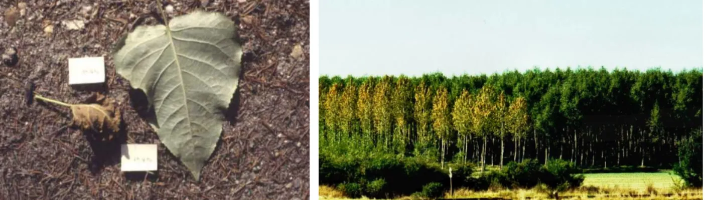 Figure 5 : exemple d'une feuille infectée et d'une feuille saine ; arbres infectés par  Mlp et arbres sains 