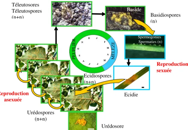 Figure 7 : Cycle biologique de Melampsora larici-populina 