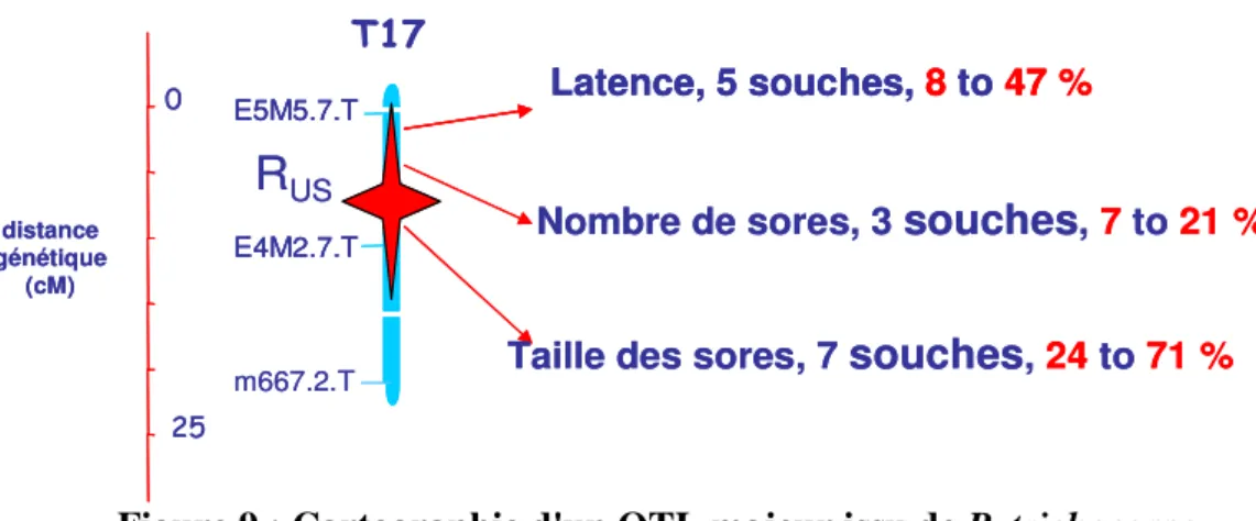 Figure 9 : Cartographie d'un QTL majeur issu de P. trichocarpa  Chez la mère deltoides 73028-62 : 