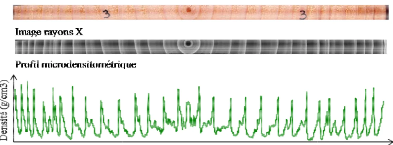 Figure 3. Microdensité aux rayons X.