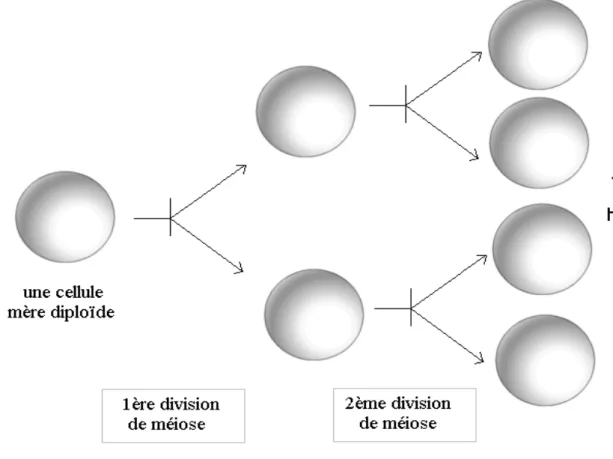 Figure 5 – Bilan succinct de la méiose