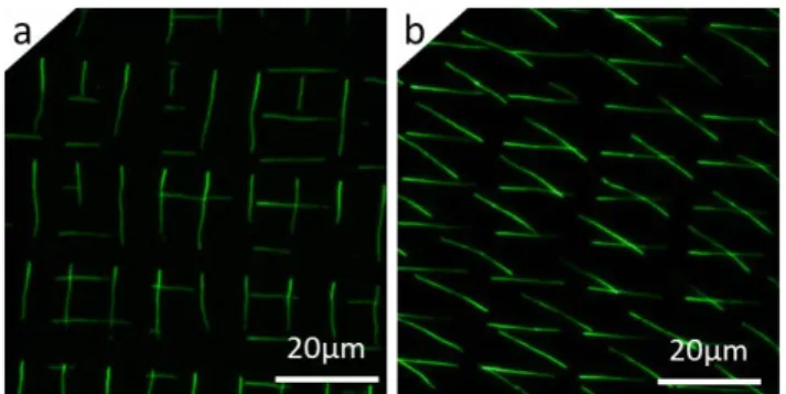 Figure 5:     Fluorescence images of a two-step process with two consecutive prints of actin filaments (F-actin) on the same target surface, with a second print at  90° (a) and 30° angle (b)  with respect to the first one