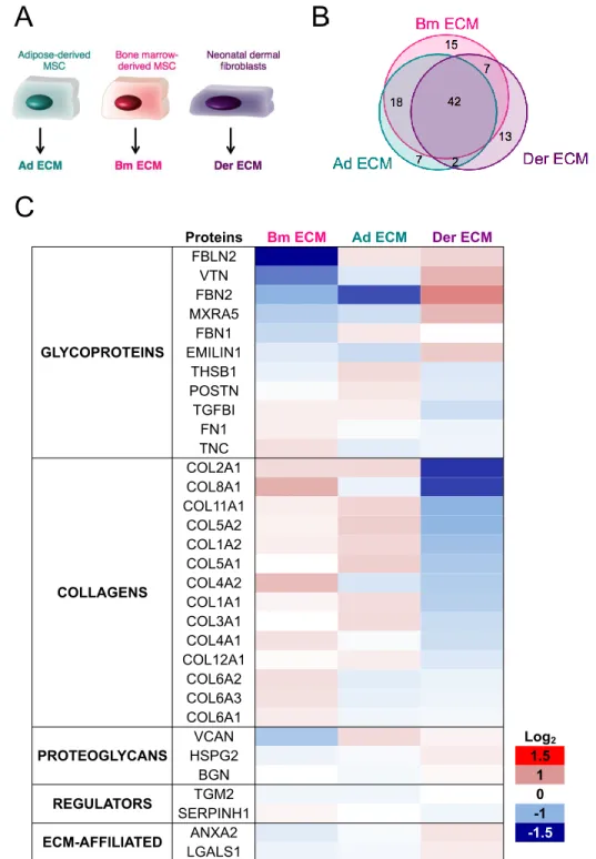 Figure 4: Characterization of ECM produced by different cell types.  (A): ECM from Bm MSC  3 