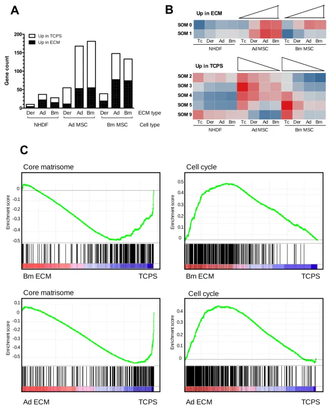 Figure 6: Influence of the substrate on the cell transcriptome.  (A): Differentially expressed genes  3 