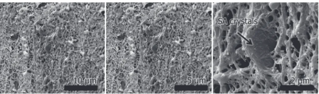 Fig. 13 – SEM micrographs of MCC–SA in water taken after sublimation. MCC: microcrystalline cellulose, SA: stearic acid.