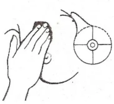Figure 2 : la palpation doit se faire la main bien à plat, quadrant par quadrant [13] 