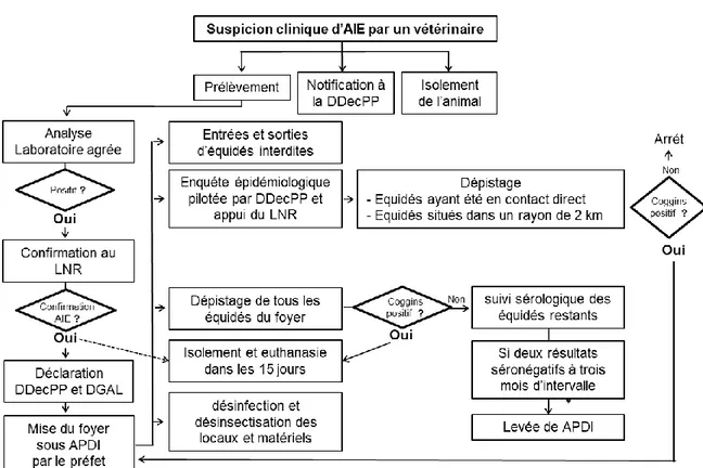 Figure 3 : Police sanitaire en cas de suspicion d’AIE en France [73]. LNR : laboratoire national  de référence, DDecPP : direction départementale en charge de la protection de l’environnement, 
