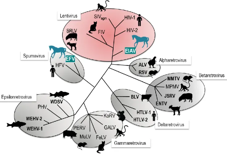 Figure 5 : Classification des Retroviridae (adaptée de [79]).  