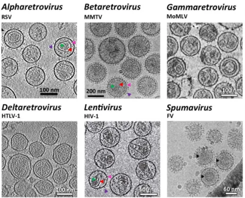 Figure 6 : Morphologie de différents Retroviridae. Images obtenues par cryo-microscopie  électronique et tomographie cryo-électronique adapté de [215]