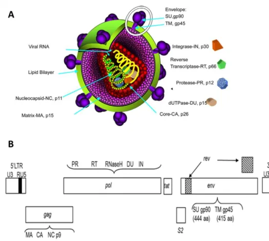 Figure 10 : Particule (A) et organisation du génome proviral d’EIAV (B). D’après [85,  100] 