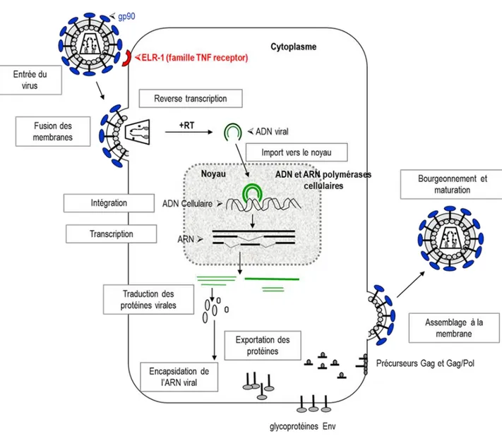 Figure 11 : Cycle cellulaire de EIAV. Adapté de [100]. 