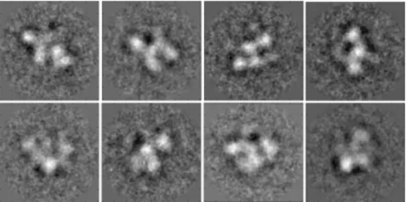 Fig. 3. Example of averaged projections of the complex TAF7.