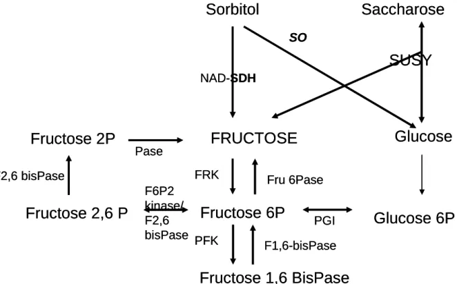 Figure 1: Métabolisme du fructose dans le fruit de la pêche. Adapté de Kanayama et al., 2005 