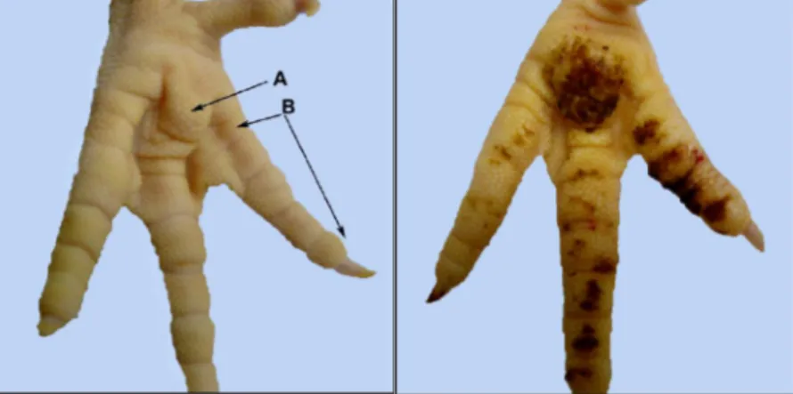 Figure 1.  Les  pododermatites.  A  gauche :  surface  plantaire  normale (A :  coussinet  plantaire,  B : les coussinets digitaux)