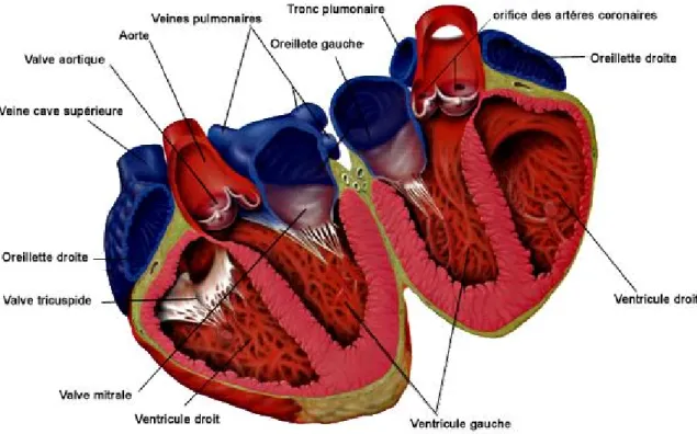 Figure  1  Représentation  schématique  du  myocarde.  Le  cœur  est  constitué  de  quatre  cavités formées par l’oreillette et le ventricule droits d’une part, et l’oreillette et le ventricule  gauche  d’autre  part