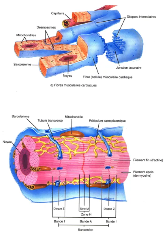Figure  3  Anatomie  et  histologie  du  tissu  musculaire  cardiaque  (D’après  Totora  et  Grabowski, 1994)