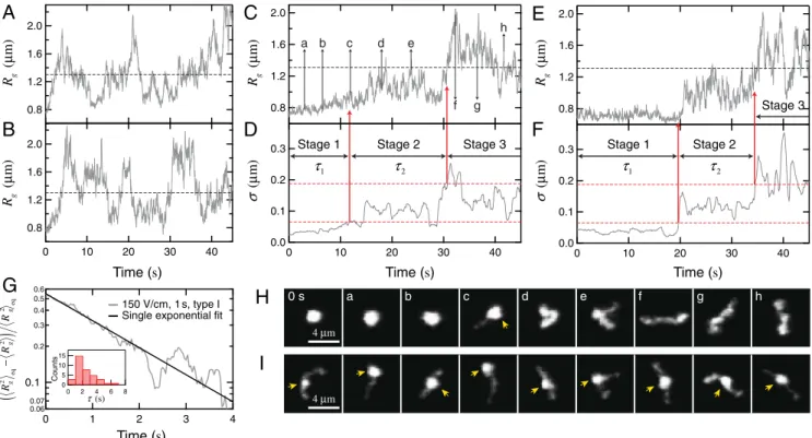 Fig. 2B displays traces of hR g i of DNA ensembles compressed using two different electric field strengths each for two different durations