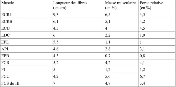 Tableau 1 : Valeurs de la longueur des fibres au repos, de la masse musculaire et de la force relative,  mesurées par Brand à partir de 15 mains adultes (46).