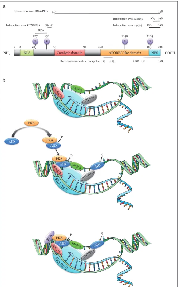 Figure 8 : co-facteurs régulant l’activité de AID au niveau de l’ADNsb. a, schéma de la structure  primaire de AID montrant les zones d’interaction avec ses principaux co-facteurs RPA, CTNNBL1, 14-3-3, MDM2  et DNA-PKc