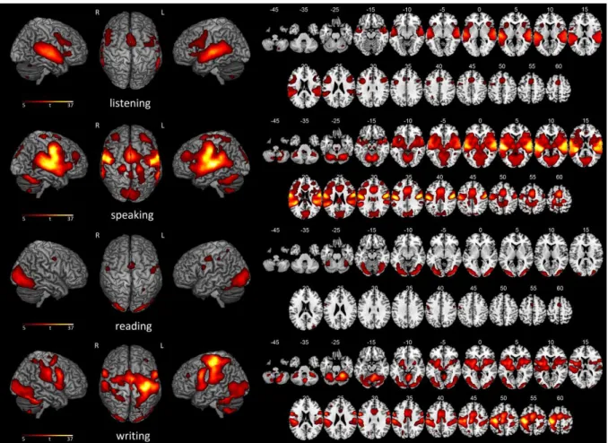 Figure  2.  Brain  activity  in  the  listening,  speaking,  reading  and  writing  tasks  compared  to  the  baseline  (unidirectional  t- t-contrasts, p &lt; .05 FWE corrected at the voxel level, cluster extent threshold of 20 voxels, see Table S1 in Sup