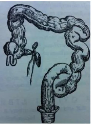 Figure 1 : dessin de Vésale, appendice