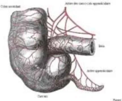 Figure 2 : description anatomique de l'appendice 
