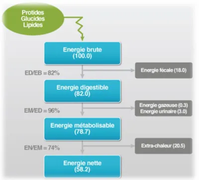 Figure 3 : Etapes de transformation de l'énergie de l'aliment  (Nutrition énergétique - Ajinomoto Animal Nutrition Europe) 