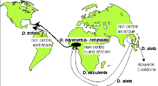 Figure 4 : Part de la production  d’igname dans le monde, entre 1994  et 2017 (FAOSTAT, 2019)