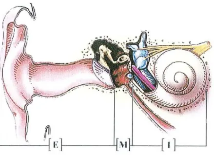 Fig. 1 : sc hé ma gé né ra l de l' or eill e