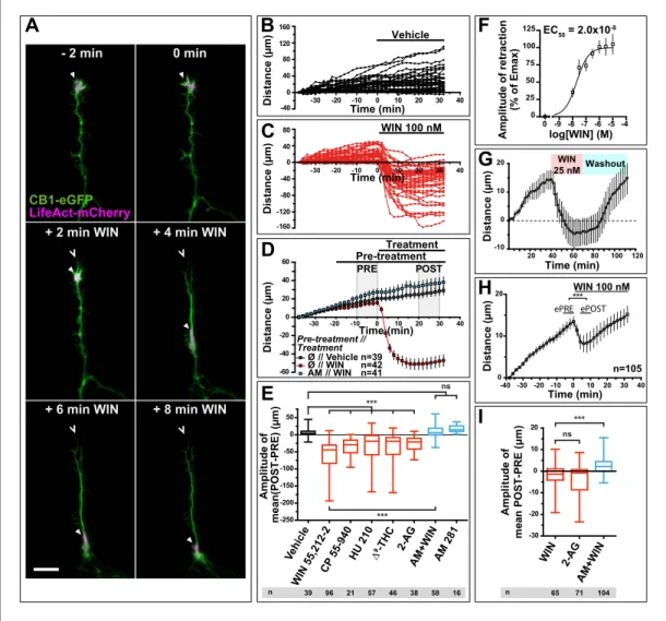 Figure 1. CB1R activation induces retraction of actin-rich growth cones. Cultured DIV8 hippocampal neurons  co-expressing Flag-CB1R-eGFP and LifeAct-mCherry on (A–G) and LifeAct-mCherry only on (H and I)
