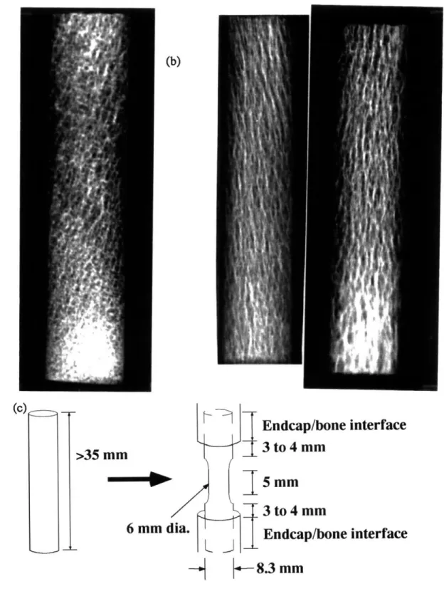 Figure 2.3:  (a) Contact radiograph of a typical rejected specimen core that does not have uniform  trabeculae density in the central  5  mm gage length region.