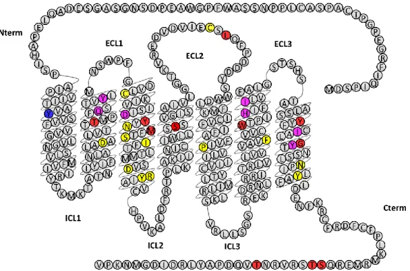Figure  3:  Primary  sequence  of  human  KOP  highlighting  mutations  shown  to  affect  KOP-dynorphin              