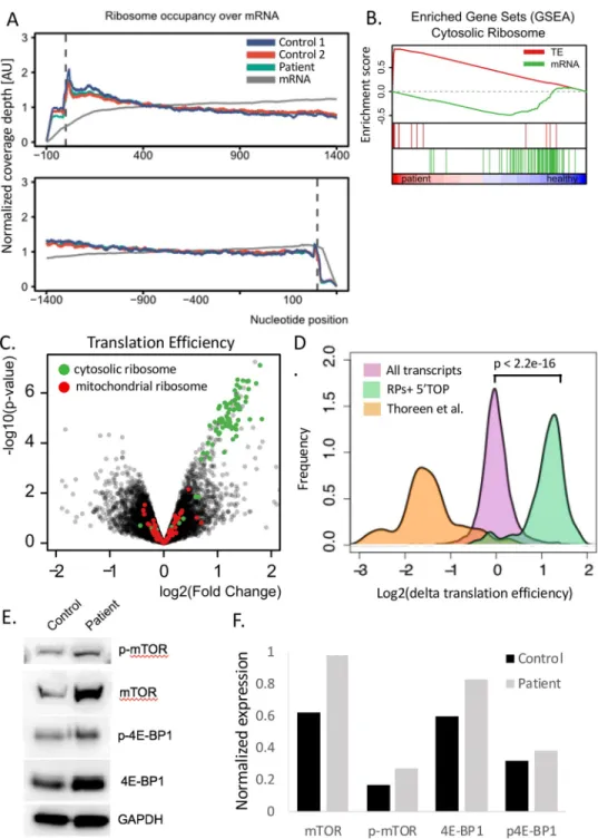 Fig 7. RiboSeq data analysis demonstrates no difference in ribosomal footprint but enhanced translation efficiency of ribosomal RNAs