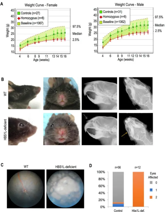 Fig 8. Hbs1L-deficient mice demonstrate growth restriction and facial dysmorphism. (A) Growth curves for female (left panel) and male (right panel) Hbs1L-deficient mice compared with controls and historical baseline