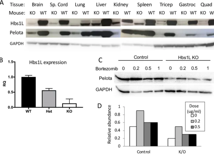 Fig 9. Expression of Hbs1L and Pelota in Hbs1L-deficient mice. (A) Western blot portraying Hbs1L and Pelota protein expression in mouse tissues as indicated