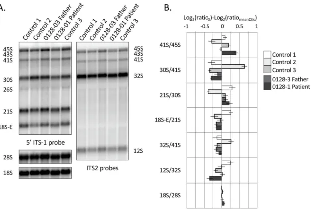 Fig 4. Ribosomal RNA profiles are similar in Hbs1L-deficient and control LCLs. (A) Northern blot analysis of total RNAs extracted from control or Hbs1L-deficient LCLs
