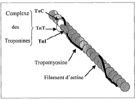 Figure 1: Filament fin d'actine (12) 
