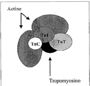 Figure  3:  Relation entre les molécules d'actine, de troponine  C,  T et 1 et de la tropomyosine (12) 