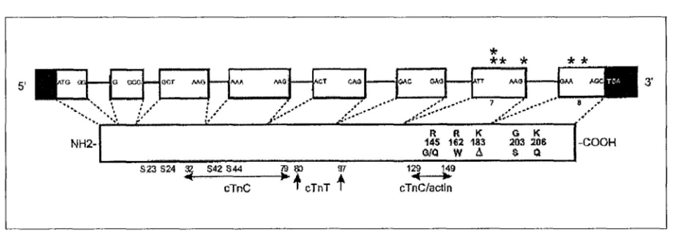 Figure 4: correspondance entre le gène et la protéine de troponine Ic (43) 