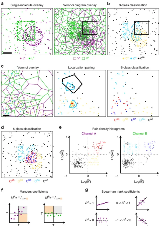 Fig. 1 Voronoï-based colocalization analysis. a Simulated 2-colors SMLM dataset composed of 100 nm partially overlapping clusters with circular and square shapes (left) (scale bar 50 nm)
