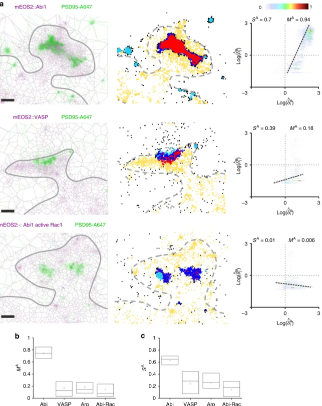 Fig. 4 Voronoï-based colocalization between F-actin regulators and PSD95 in synapses. a Overlay display of the Voronoï diagrams for F-actin regulatory proteins (Abi1, VASP and Abi1 with constitutive Rac1 activation) and PSD95 on 3 different neuronal dendri