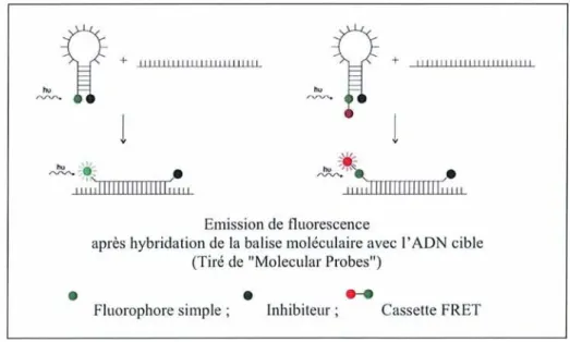 Figure 6: Modes d'actions d'une balise moléculaire simple et d'une balise possédant une structure de type