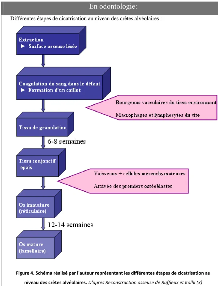 Figure 4. Schéma réalisé par l'auteur représentant les différentes étapes de cicatrisation au  niveau des crêtes alvéolaires